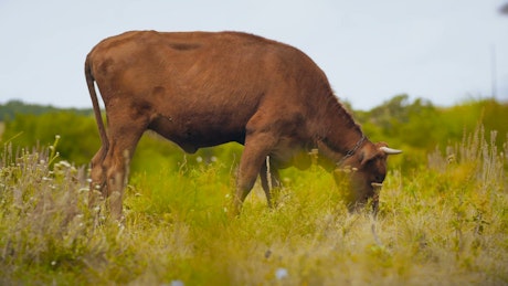 Small bull grazing in the meadow.