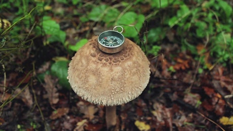 Small compass on top of a big mushroom in nature