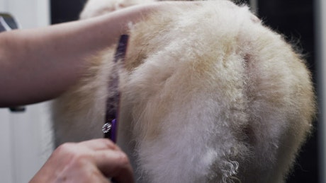 Small, fluffy dog being trimmed by a dog groomer.
