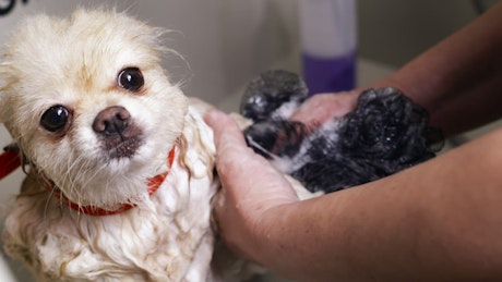 Small Pomeranian being washed in a tub by a groomer.