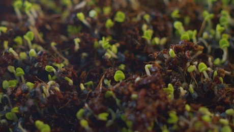 Small seedlings sprouting new shoots.
