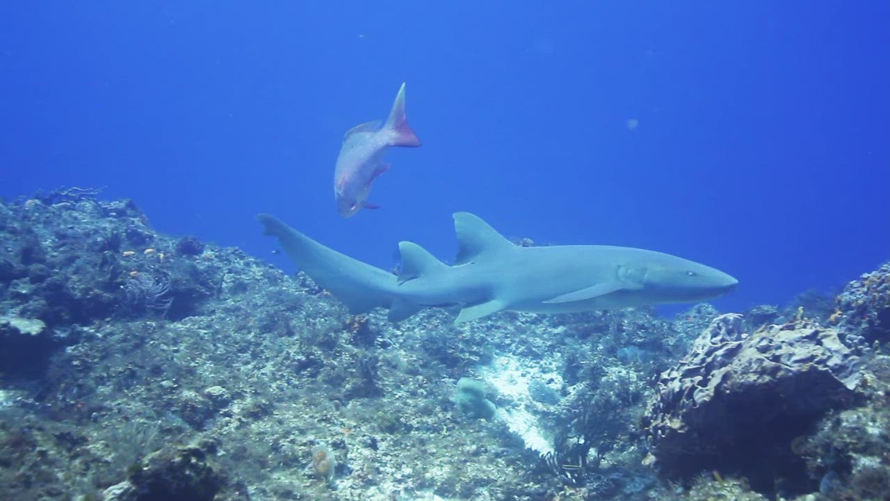 ⁣Sm uang 888 all shark swimming