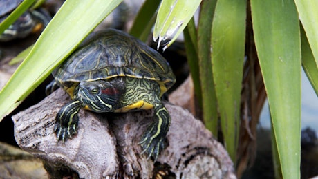 小乌龟在大自然中休息