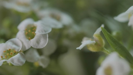 Small white flowers.