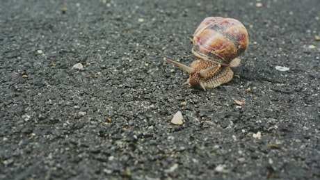 Snail in its shell on the pavement of a street.