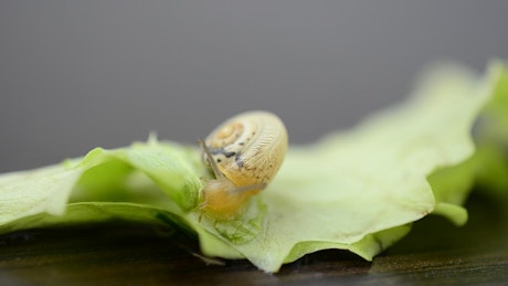 Snail moving over a leaf