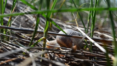Snail moving through grass