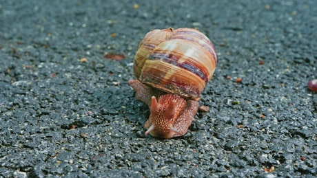 Snail on asphalt.