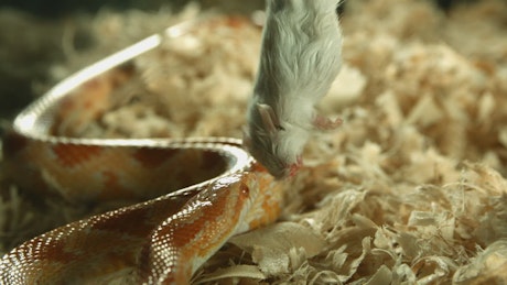 Snake attacking a dead mouse.