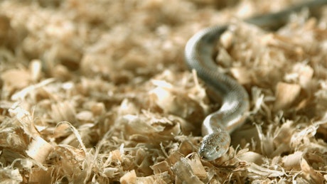 Snake in slow motion on wood chips.