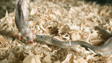 Snake injecting venom on a rat