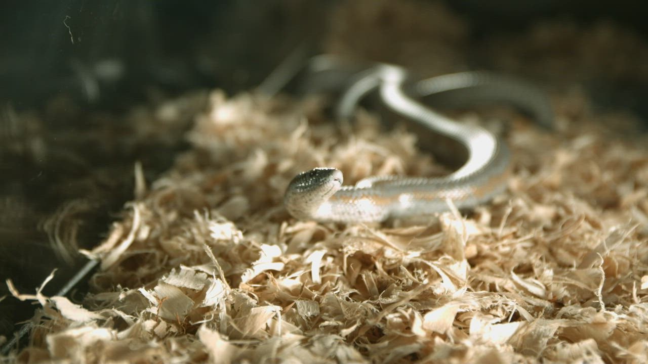 Snake moving in slow motion - Free Stock Video