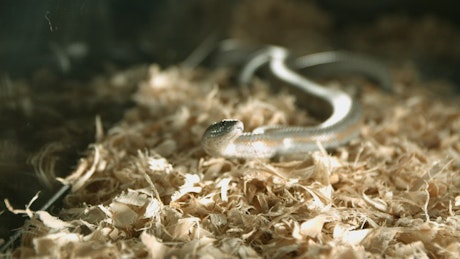 Snake moving in slow motion.