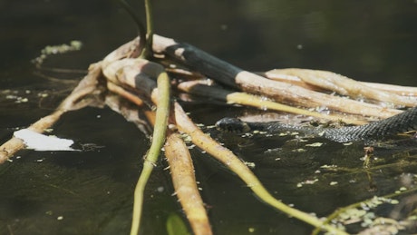 Snake swimming in a swamp.