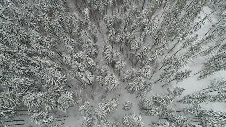 Snow covered pines, top aerial view