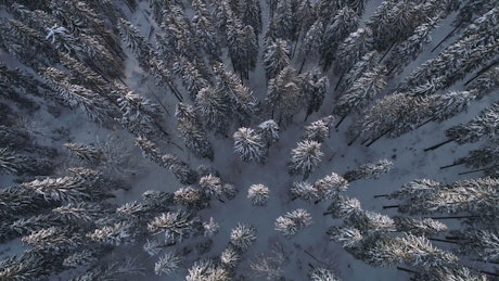 Snow covered thin pine trees in the forest, top shot