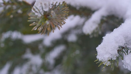 Snow covering a pine tree leaves.