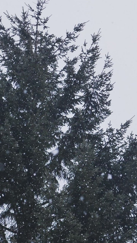 Snow falling in a pine forest.