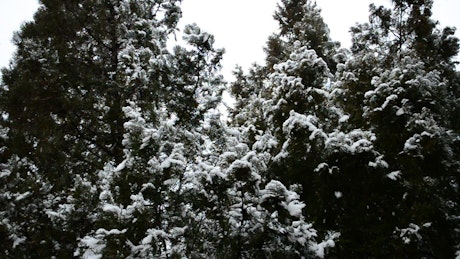 Snow falling softly on the trees of a forest.