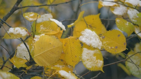 Snow on Autumn leaves.