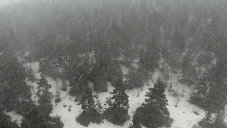 Snow storm in a pine forest.
