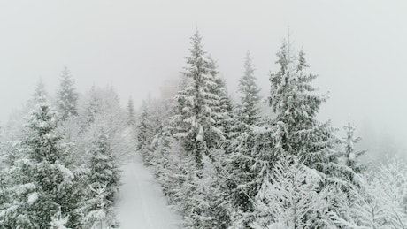 Snowing in a frozen white forest
