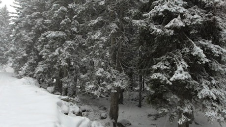 Snowing in the pine forest