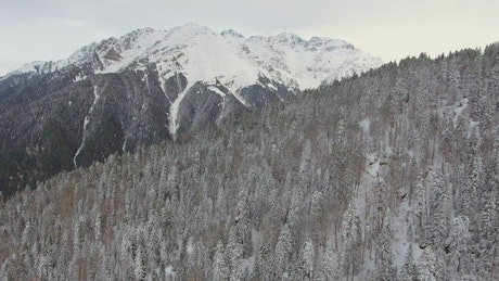 Snowy mountain and a pine forest