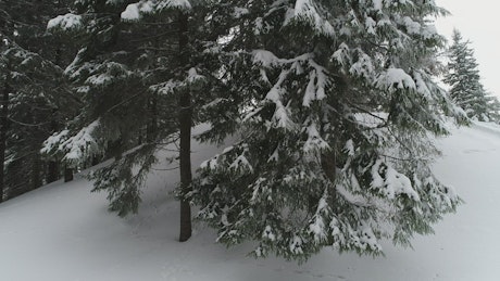 Snowy pine forest seen from the bottom to top