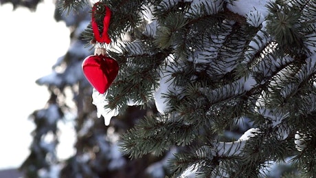 Snowy pine with heart decoration.