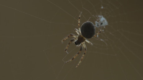 Spider moving in the web