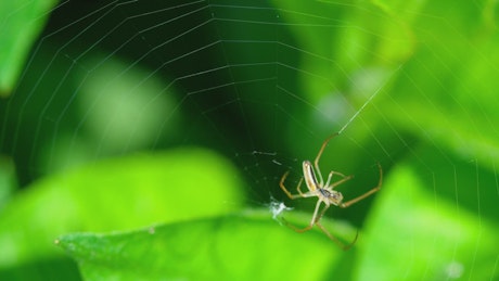 Spider walking on a web.