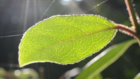 Spider webbing over leaves