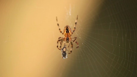 Spider with its prey