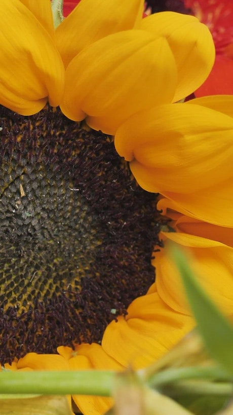 Spinning close up shot of a sunflower.