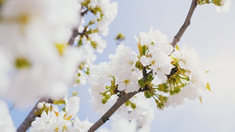 Cherry Blossoms Photos, Download The BEST Free Cherry Blossoms