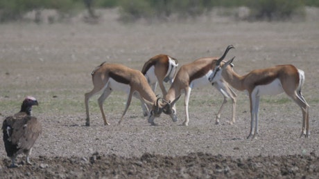 Springbok fighting with horns