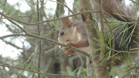 Squirrel eating in a tree.