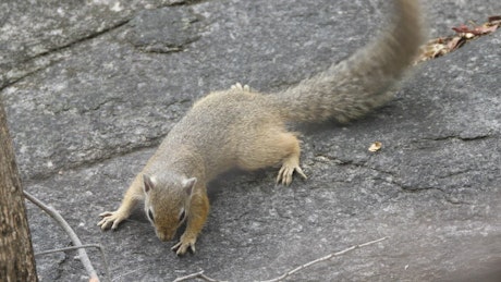 Squirrel on a rock.