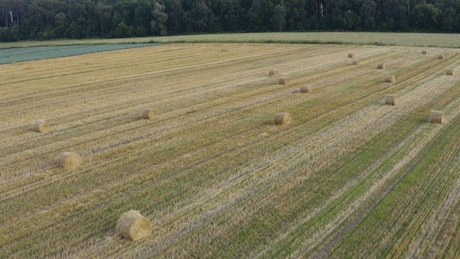Stacks of hay on the field.