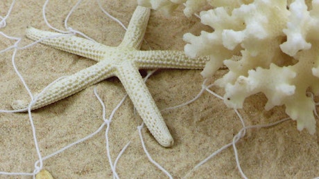 Starfish and a small coral on the fishing net in the sand.