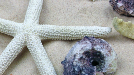Starfish and shells in the sand, underwater.