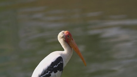 Stork by the lake.