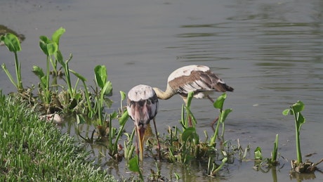 Storks fishing in shallow water.