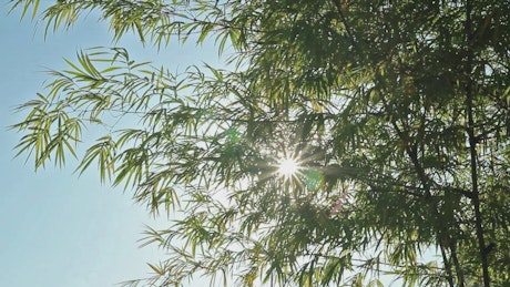 Sun shining through a tropical tree.