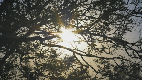Sunlight through the branches being moved by the wind.