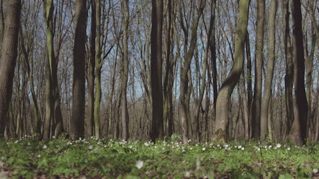 Sunny woods full of trees in spring