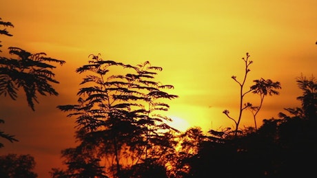 Sunrise above a tropical forest