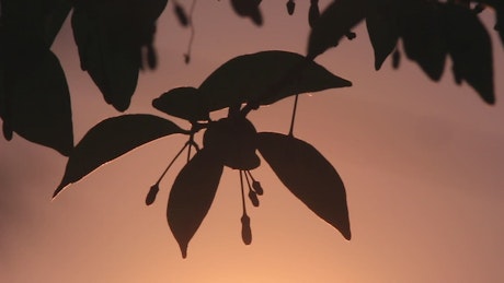 Sunrise behind a leaf silhouette.