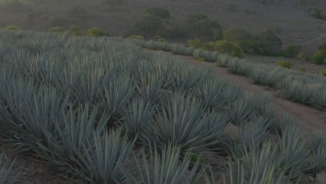 Sunset from an agave field.